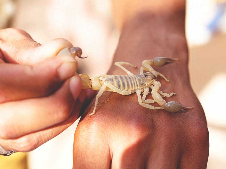 Home remedies For Scorpion bite