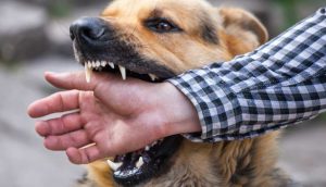 Remedy for biting a stray dog