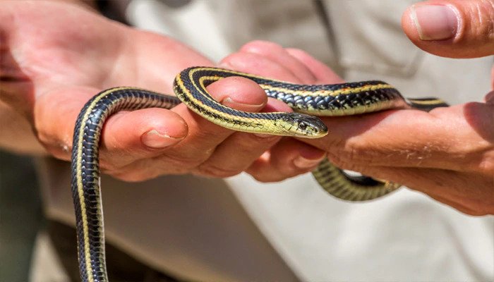 Remedy For Snake Bite In Marathi